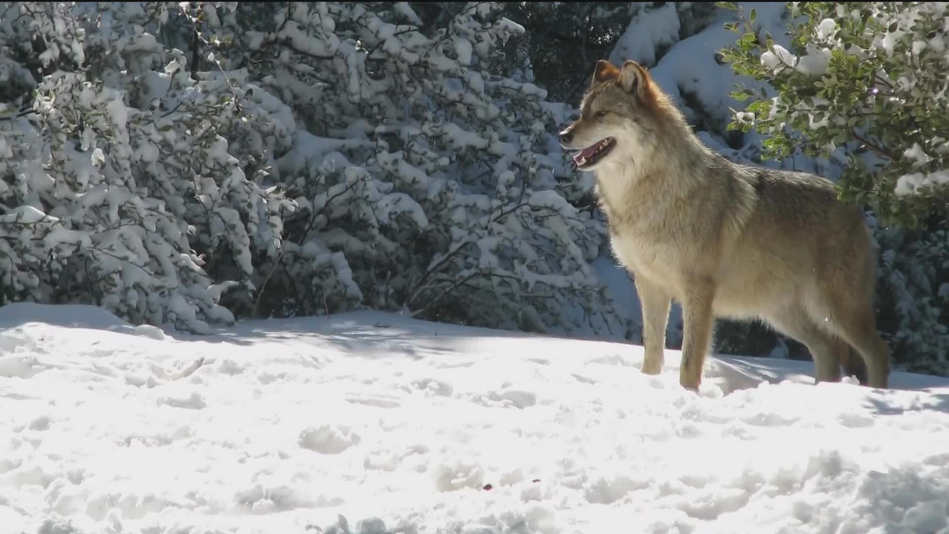 The next time you head to the mountains, feed a Julian apple to a gray wolf!