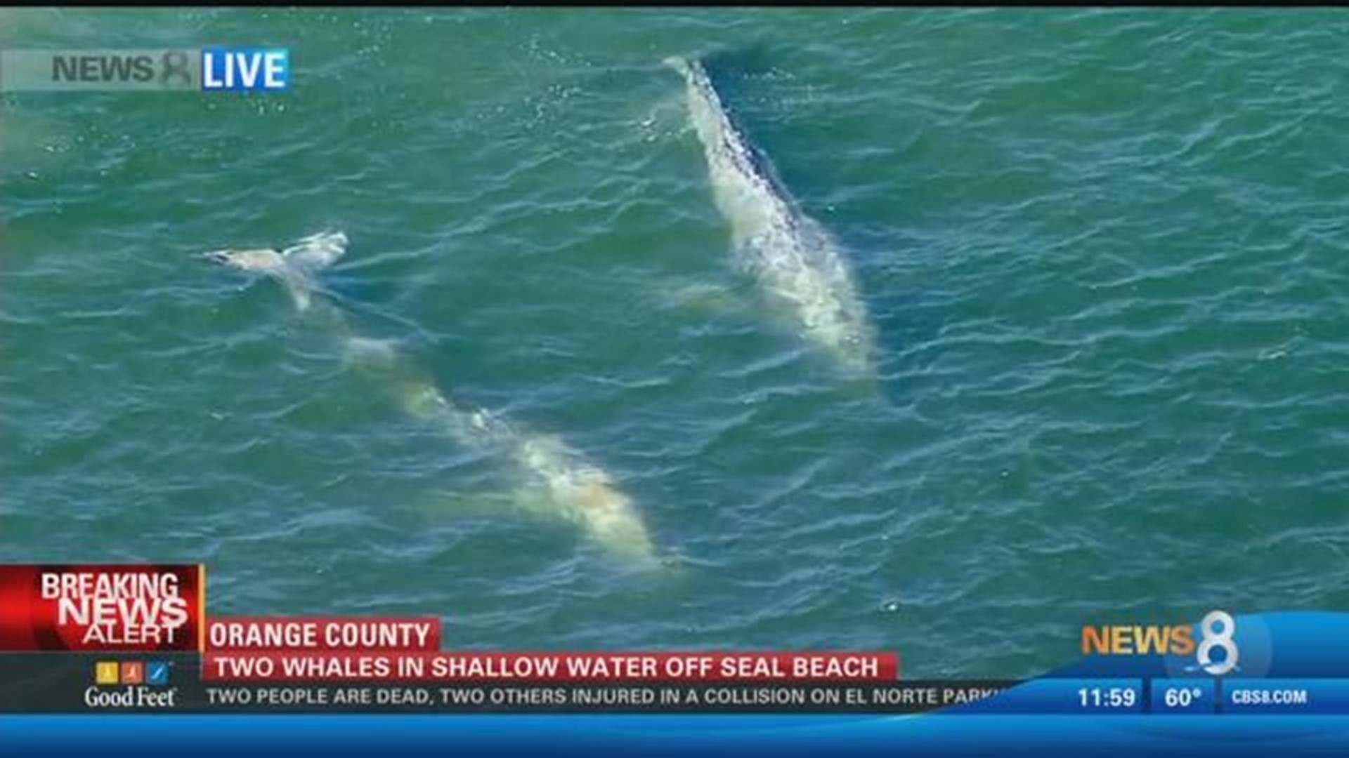 Two whales in shallow water off Seal Beach | cbs8.com