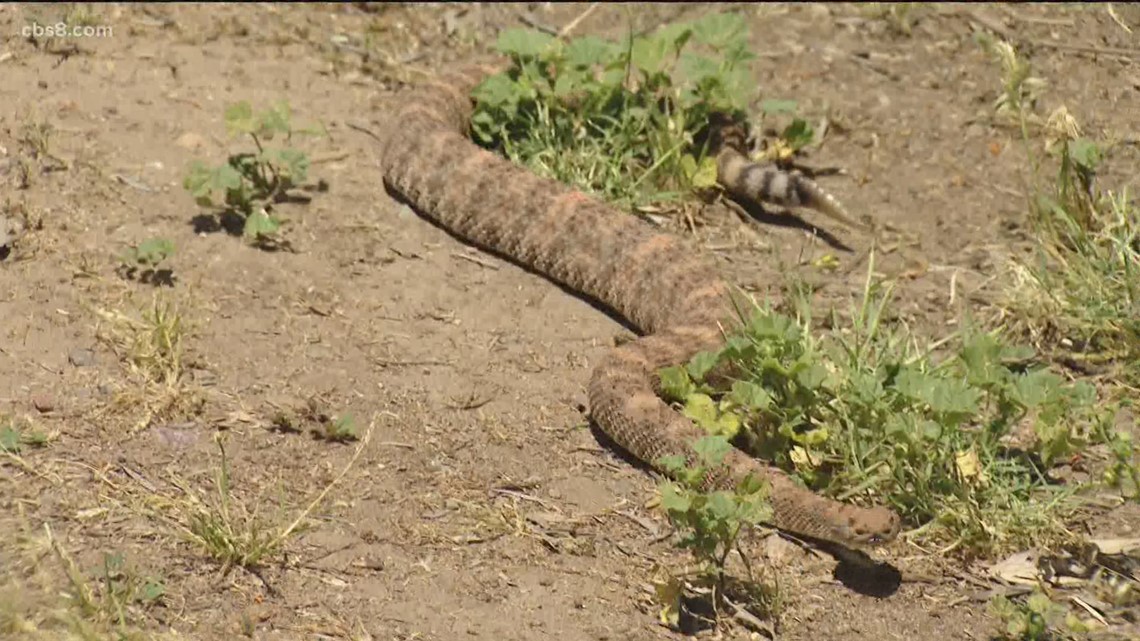 What should I do if I see a rattle snake in San Diego? | cbs8.com