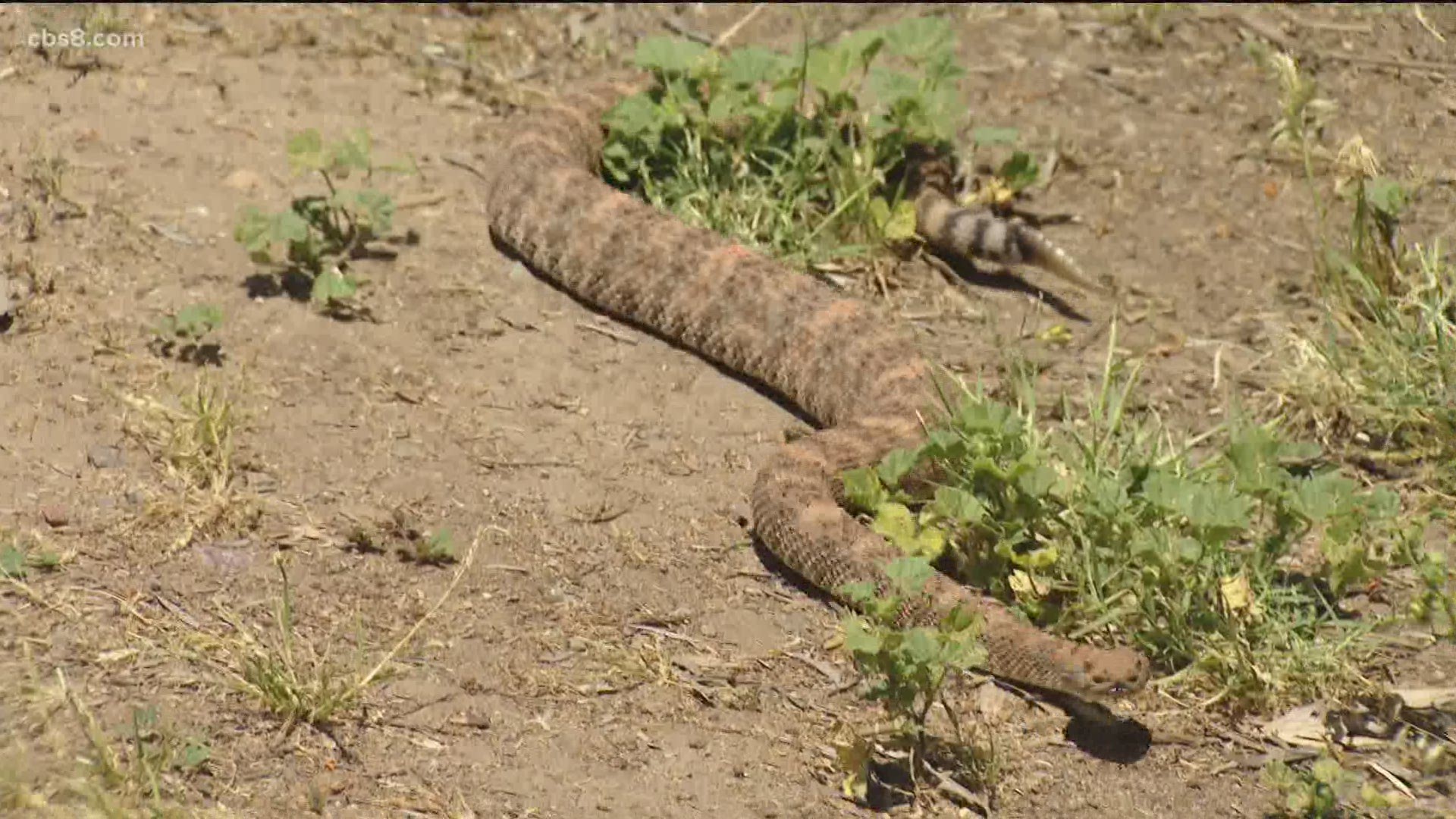 A Poway woman spent three days in the ICU after a rattle snake bit her in late April.