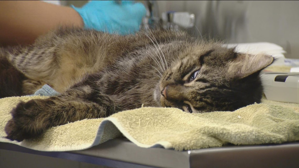 10 cats rescued from hoarder's house in need of permanent home