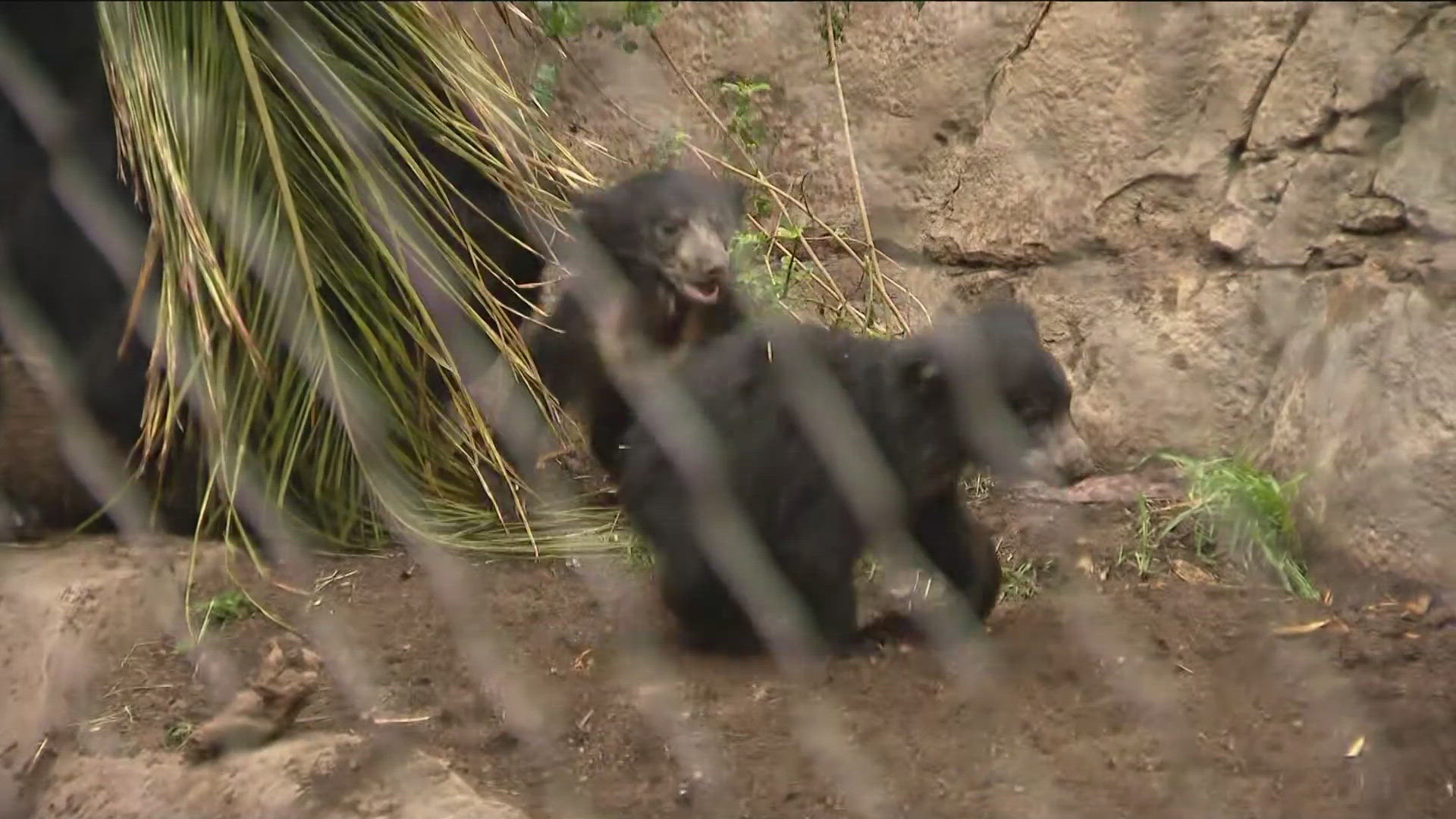 We headed out to the San Diego Zoo Safari Park to meet Shala the sloth bear and her four-month old cubs. 