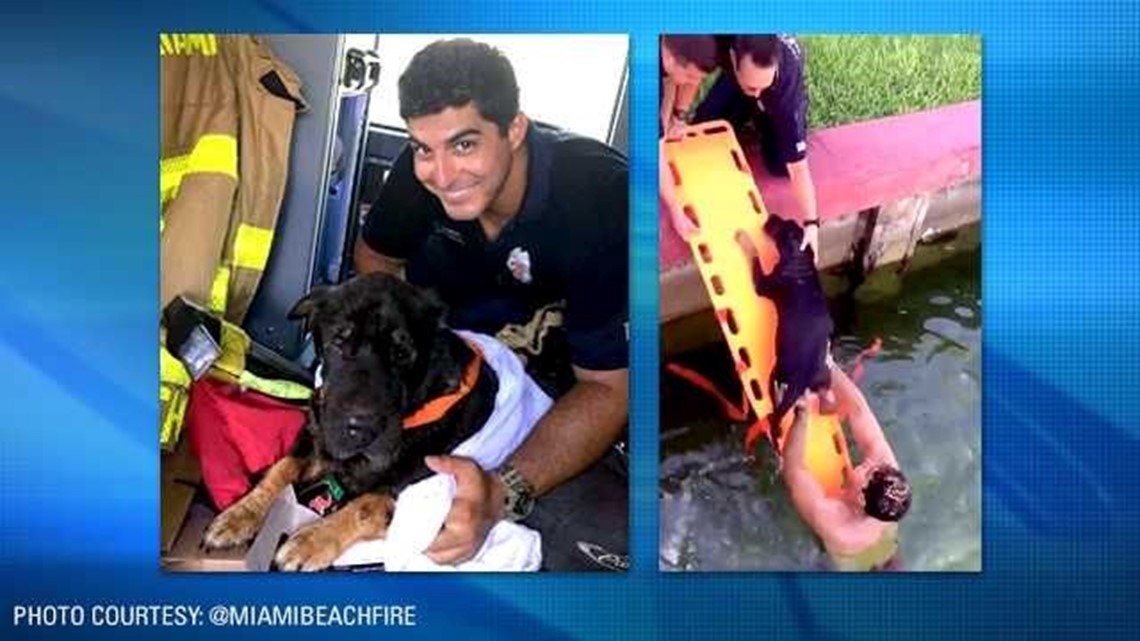 Viral Video Miami firefighter saves dog from drowning