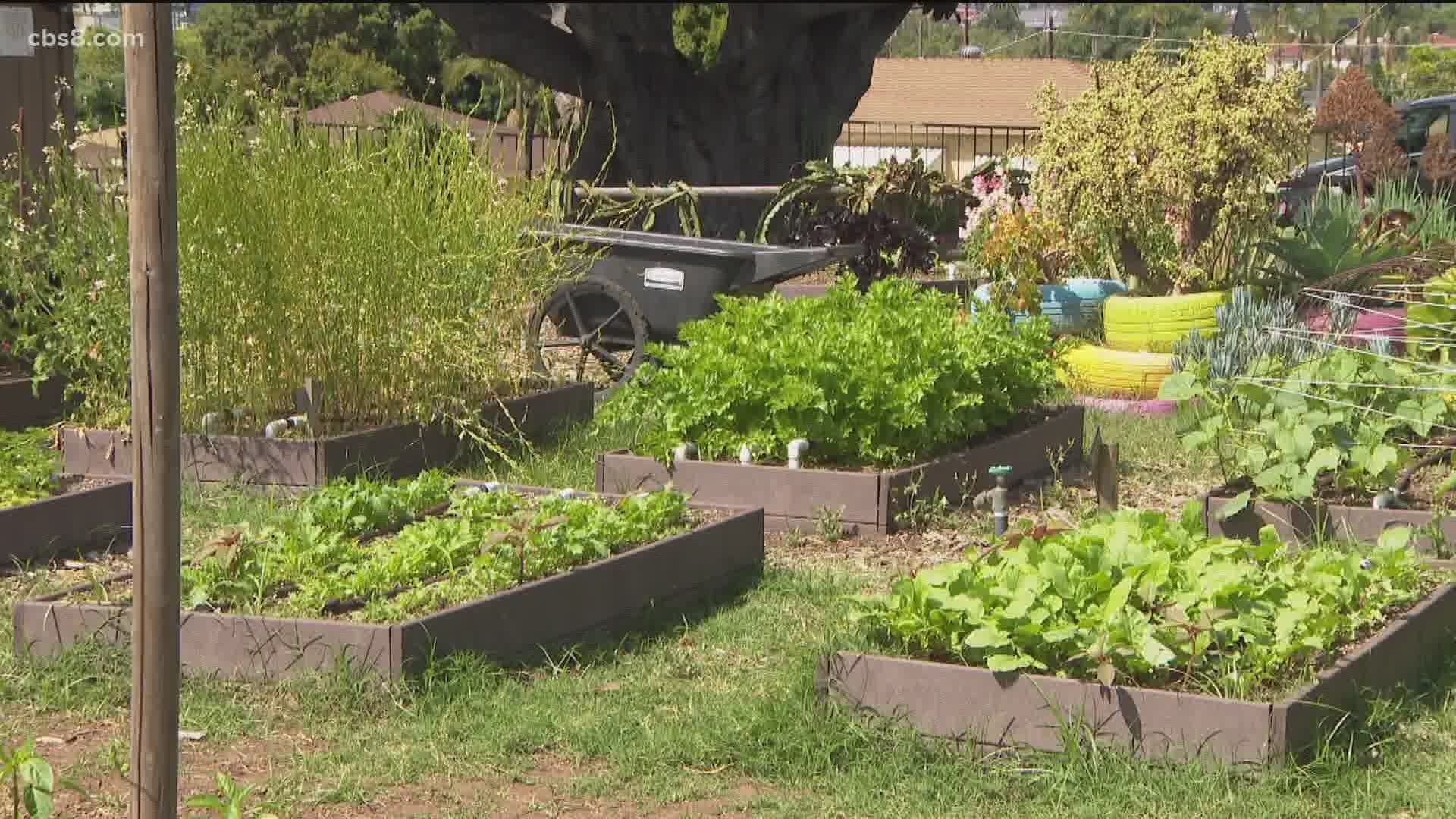 Packing up fresh fruits and veggies to give out to the community in need, a South Bay garden has increased its food production to meet the needs of families.