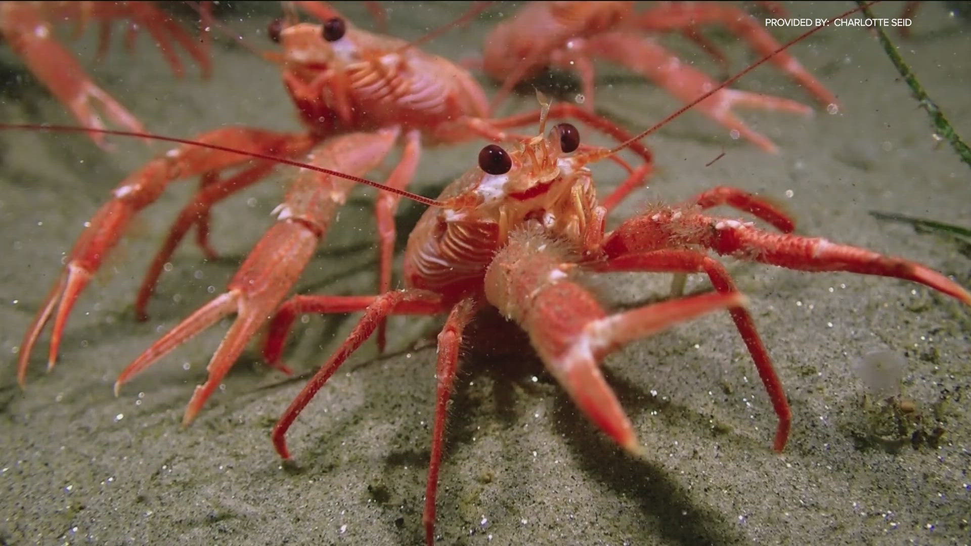 Although tuna crabs have been consistently found near the California coast since the 1950s, it's rare to see them at scuba-diving depths so close to the shore.