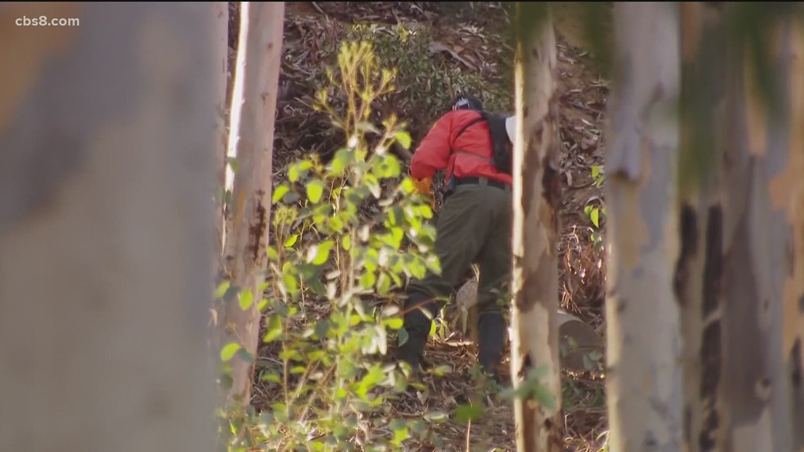 Carlsbad police arrest 17-year-old for murder of Carlsbad hiker | cbs8.com