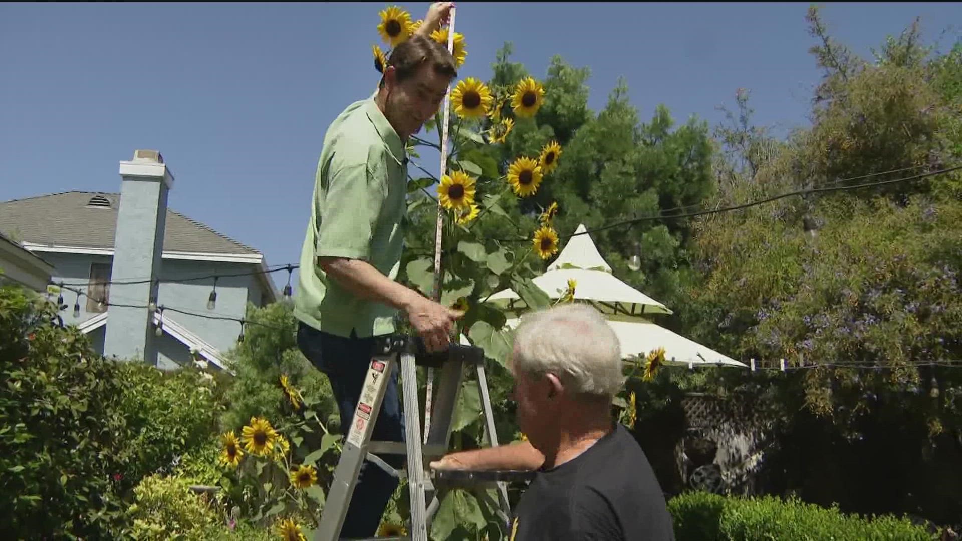 A Lakeside gardener swears he never planted a seed, yet the super sunflower is the biggest he has ever seen.