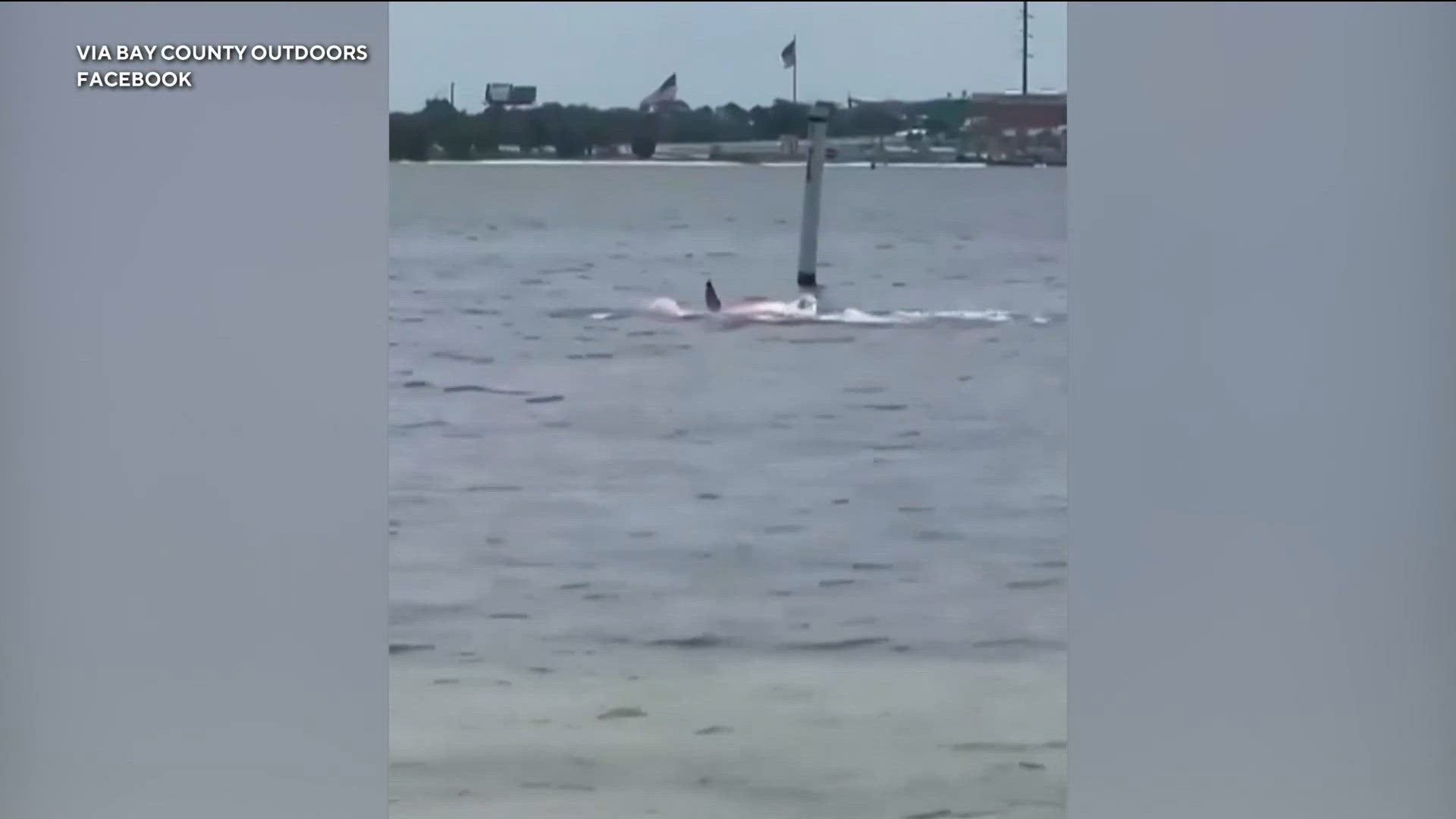 New footage show shark attack at Navy base in Florida | cbs8.com