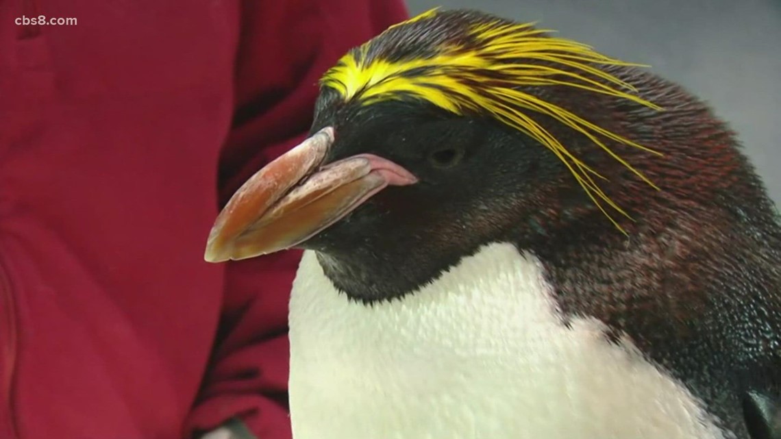 SeaWorld San Diego's all-new 'Emperor' coaster named after the world's largest penguin
