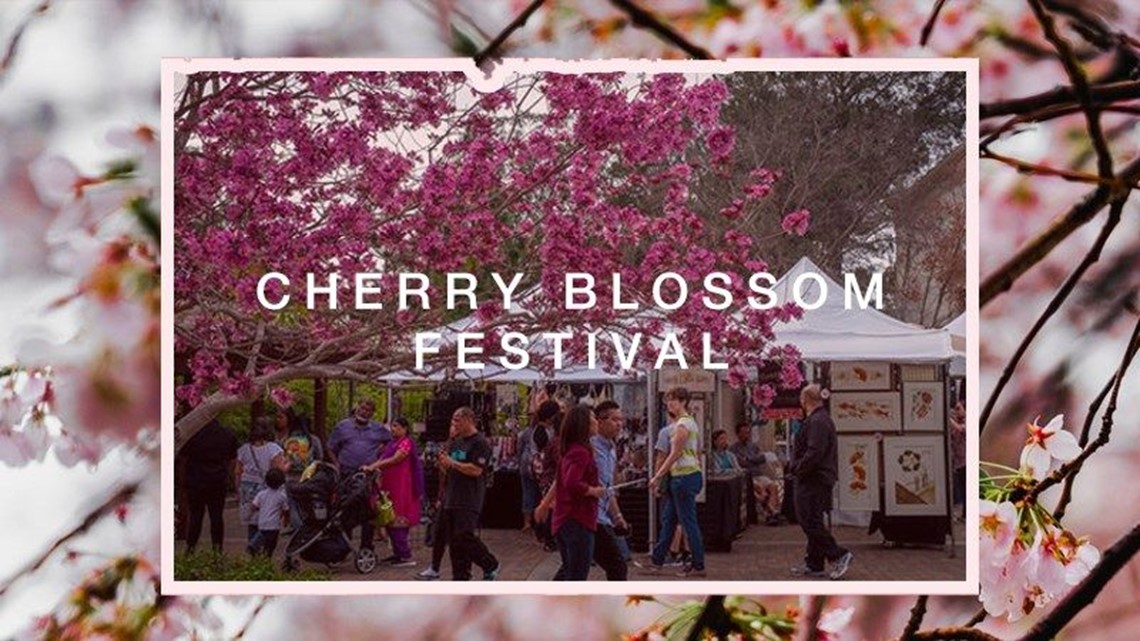 Cherry Blossom Festival in full bloom at Japanese Friendship Garden in ...