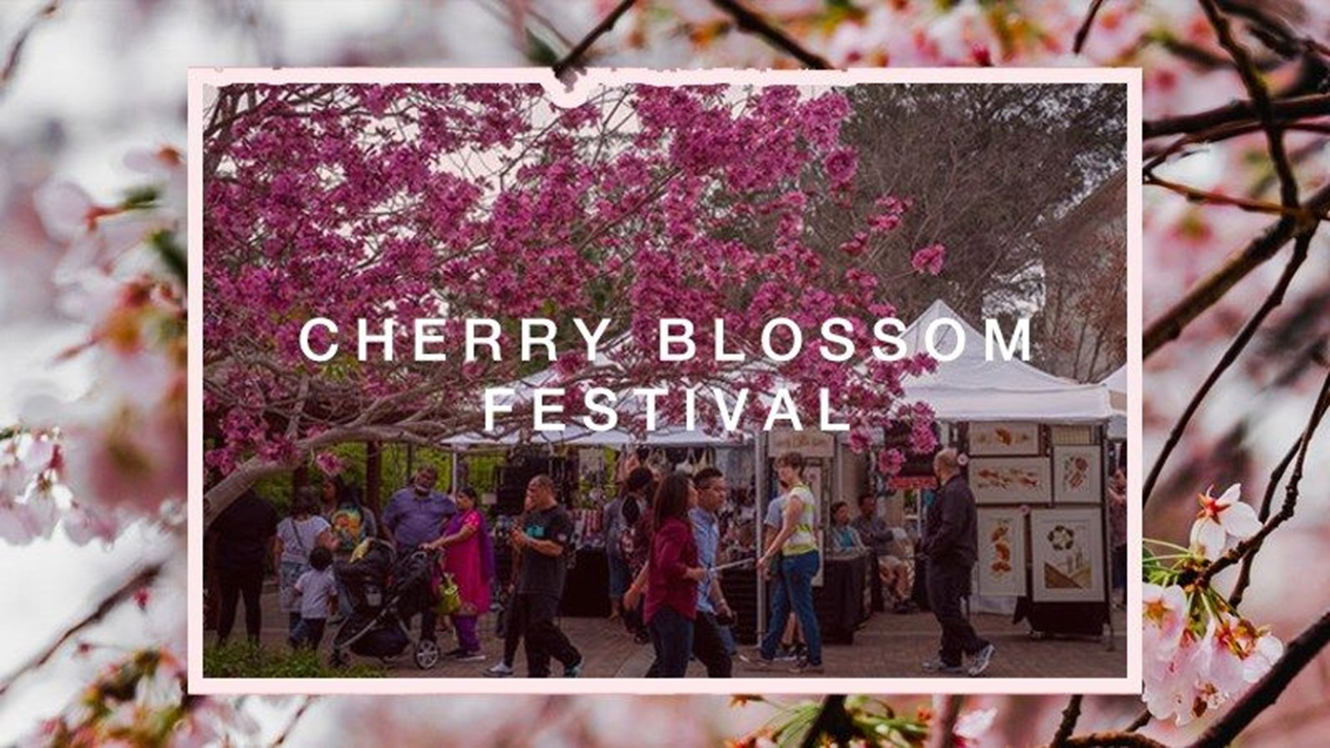 Cherry Blossom Festival in full bloom at Japanese Friendship Garden in San  Diego