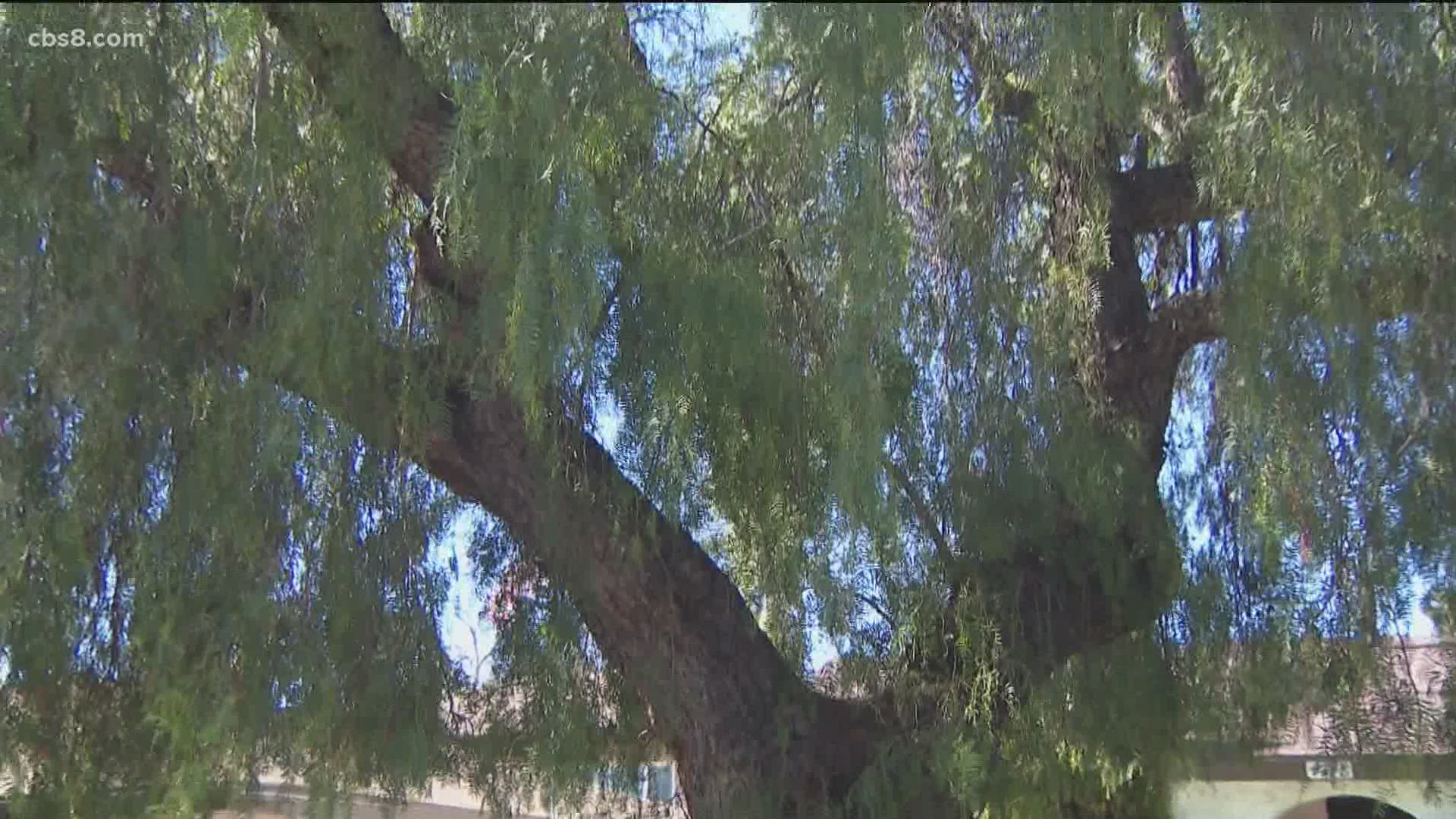 Residents in the San Diego neighborhood believe that the trees are healthy and have never had an issue with losing branches.