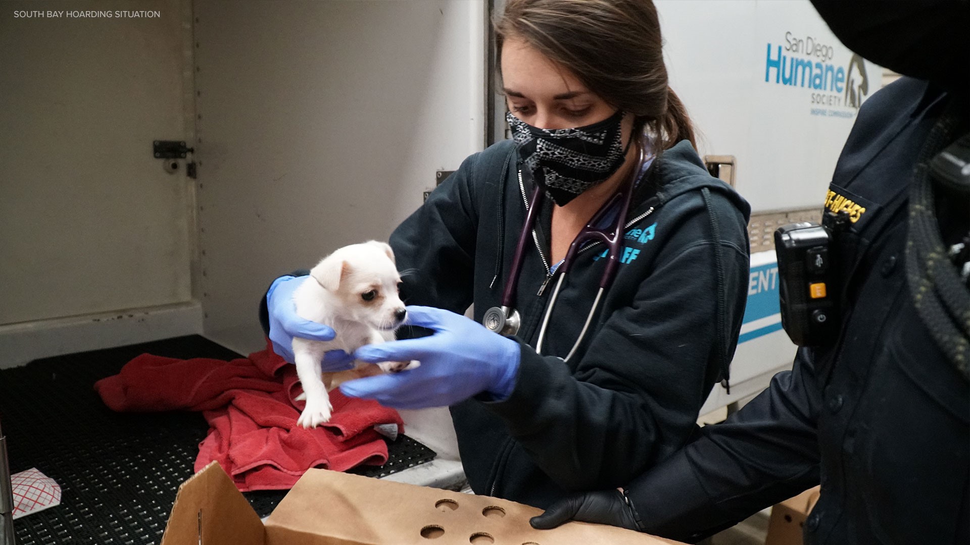 21 dogs rescued from hoarding situation in South Bay | cbs8.com