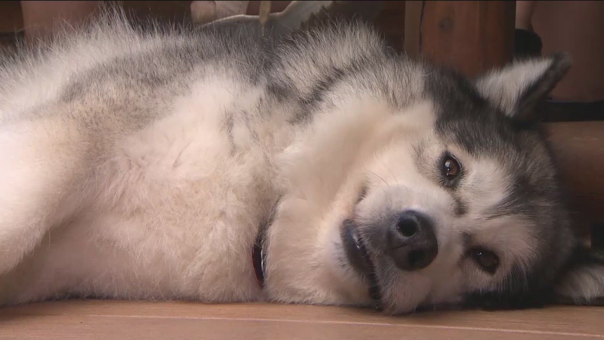 Recent data from a pet insurance company shows that California has the most claims filed since 2020 in connection with marijuana toxicity.