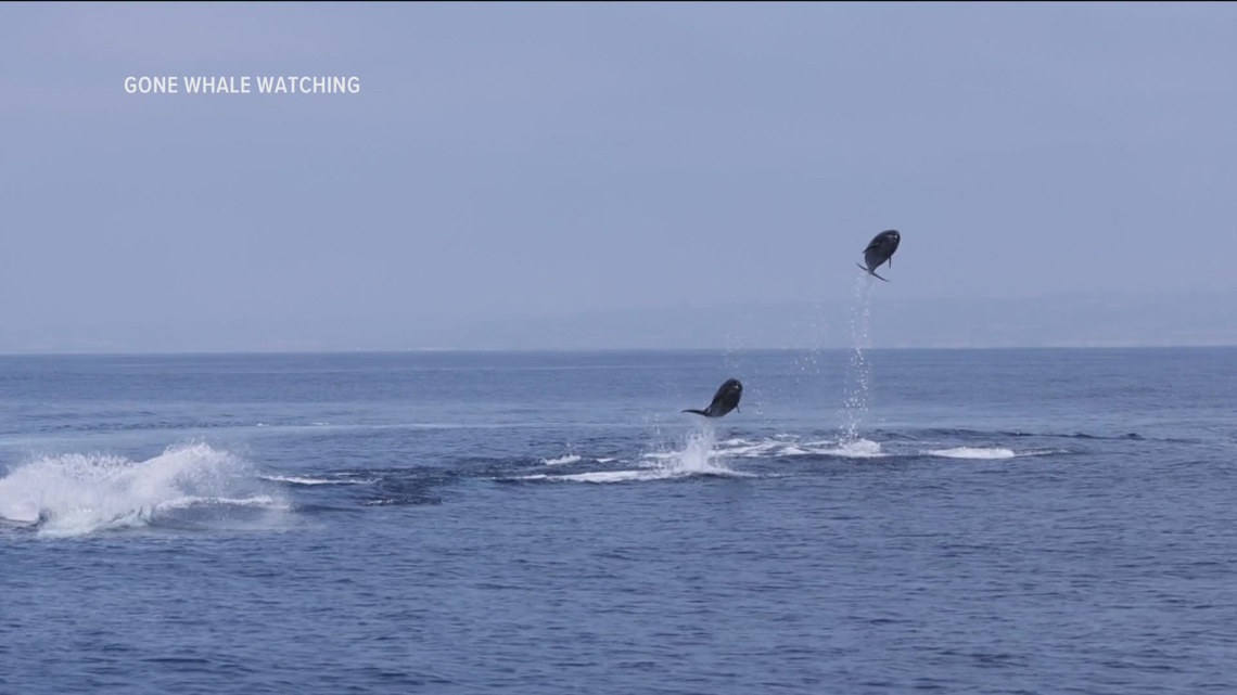 Dolphin video recorded off the coast of San Diego