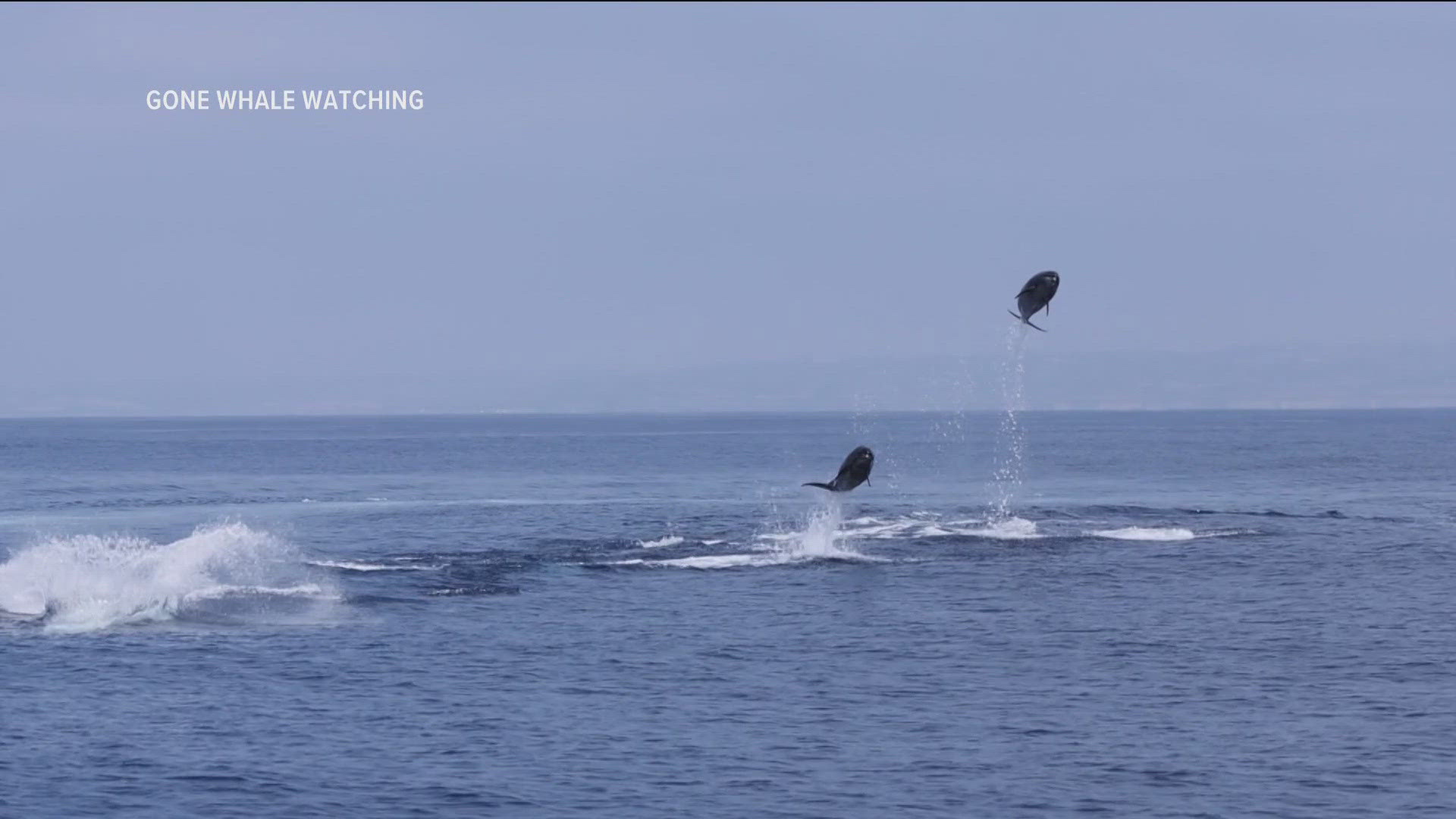 The video, which shows dolphins leaping into the air, has already generated over seven million views.