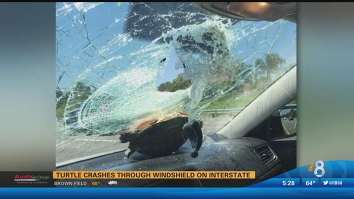 Turtle crashes through windshield on Interstate | cbs8.com