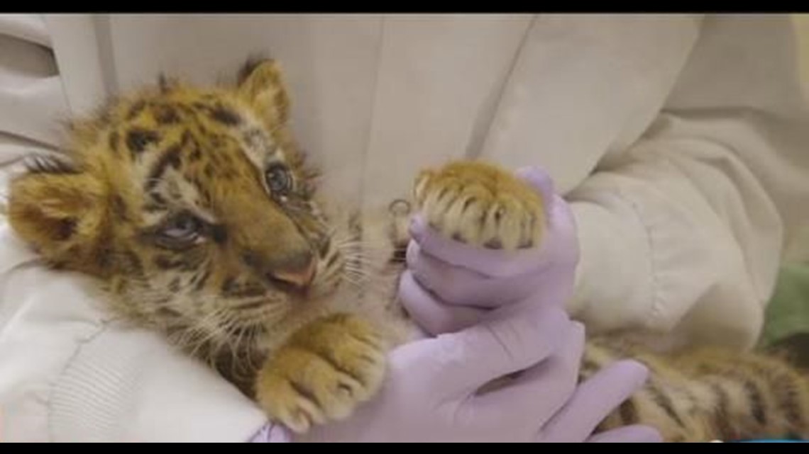 Adorable tiger cubs now ready for your visit at the San Diego Zoo!