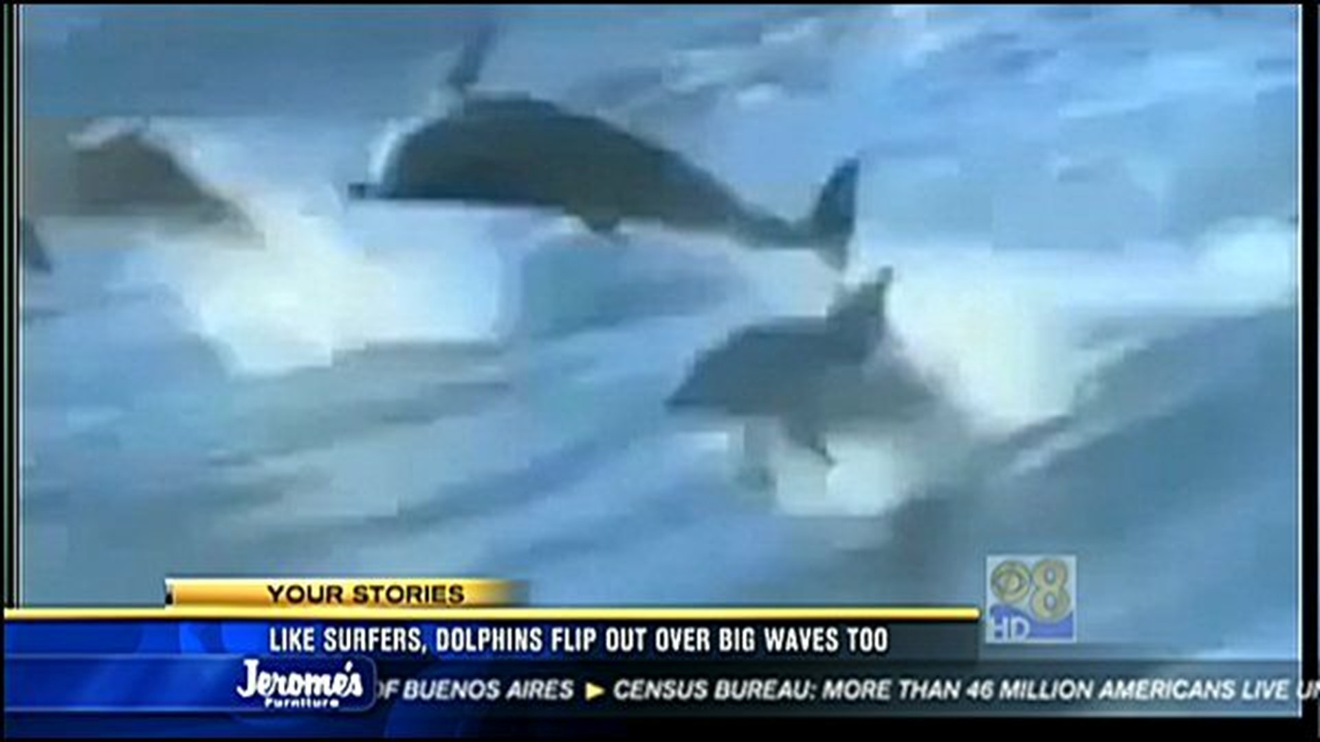 Like surfers, dolphins flip out over big waves too