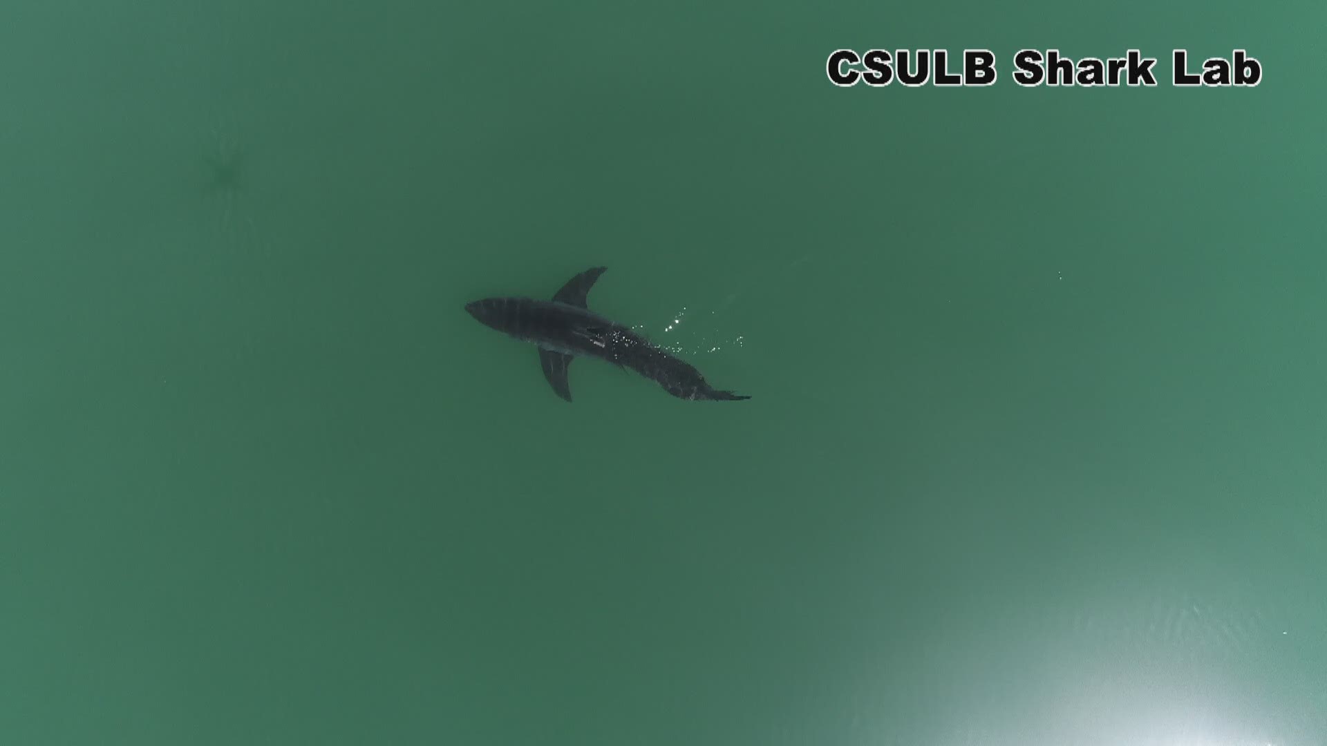 The research team is analyzing juvenile white sharks from San Diego all the way north to Point Conception.