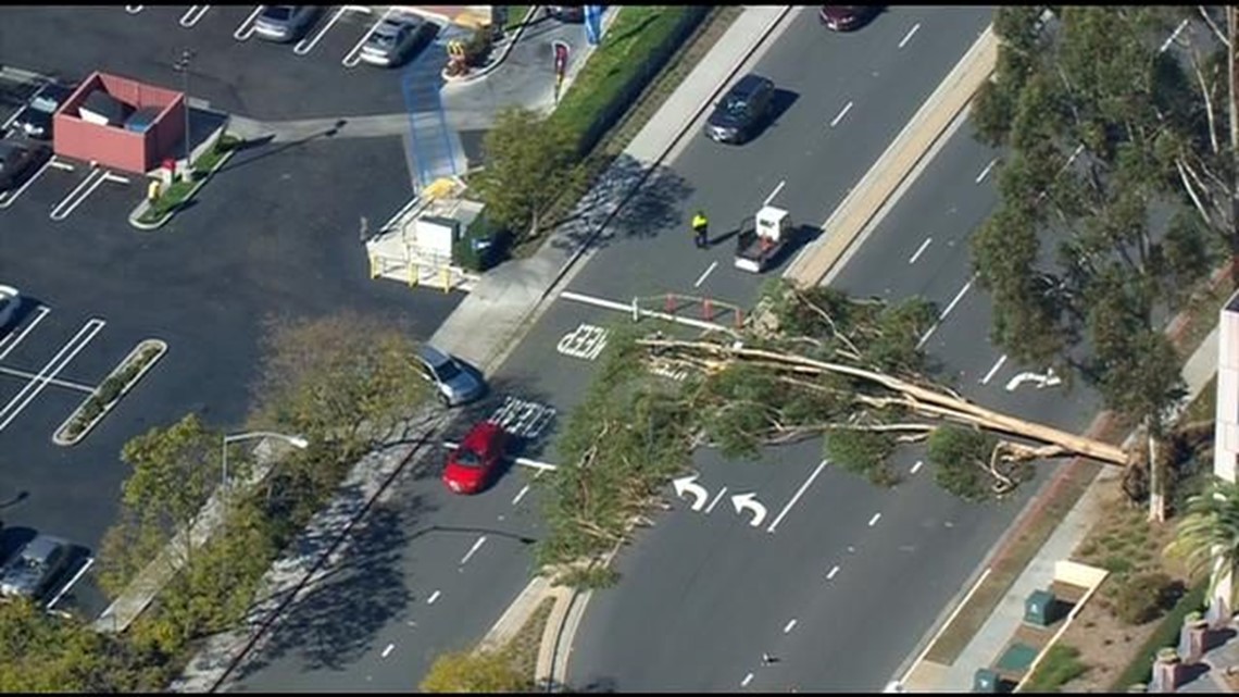 Tree blocking traffic near costco
