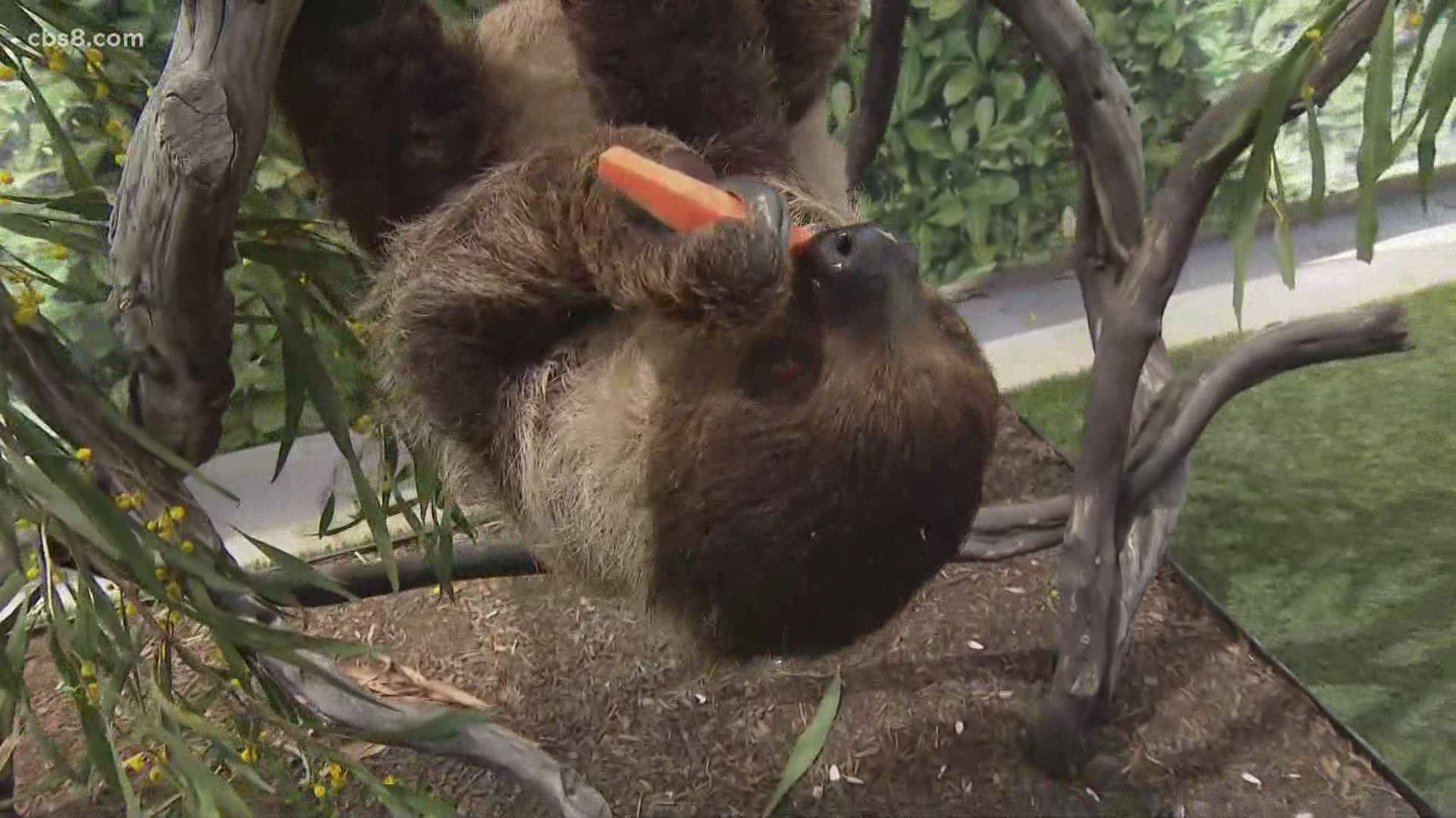 Estrella the Two-Toed Sloth along with keeper Missy joined the show to talk about sloths and what is happening at both the Zoo and Safari Park.