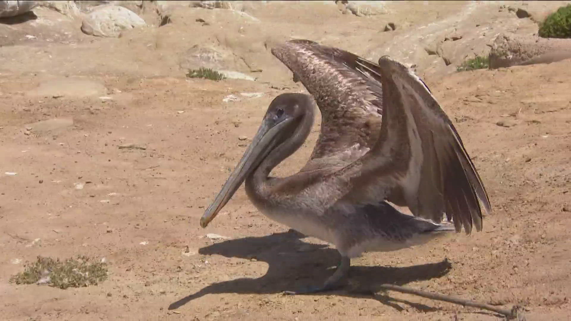 “The calls that I’m getting are pelicans in odd places, so parking lots, people’s backyards, inland. That is not common behaviors for pelicans.” -- SeaWorld Rescue.