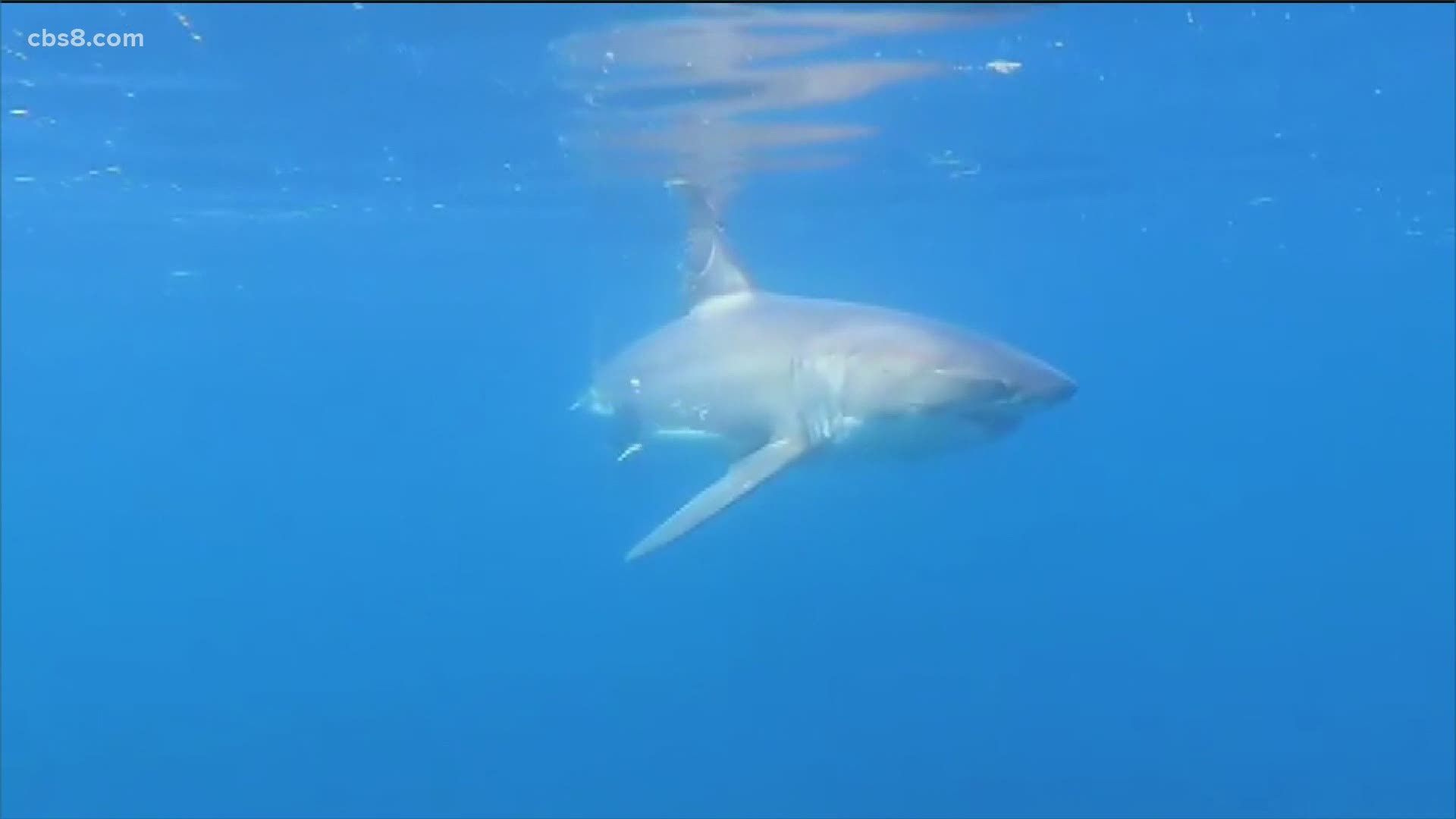 Shark experts are giving many reasons why we are seeing more this year including less people in the water during the pandemic and the unseasonably warmer weather.