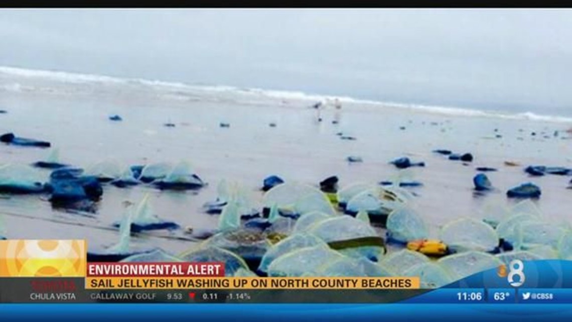 Sail jelly fish washing up on North County beaches