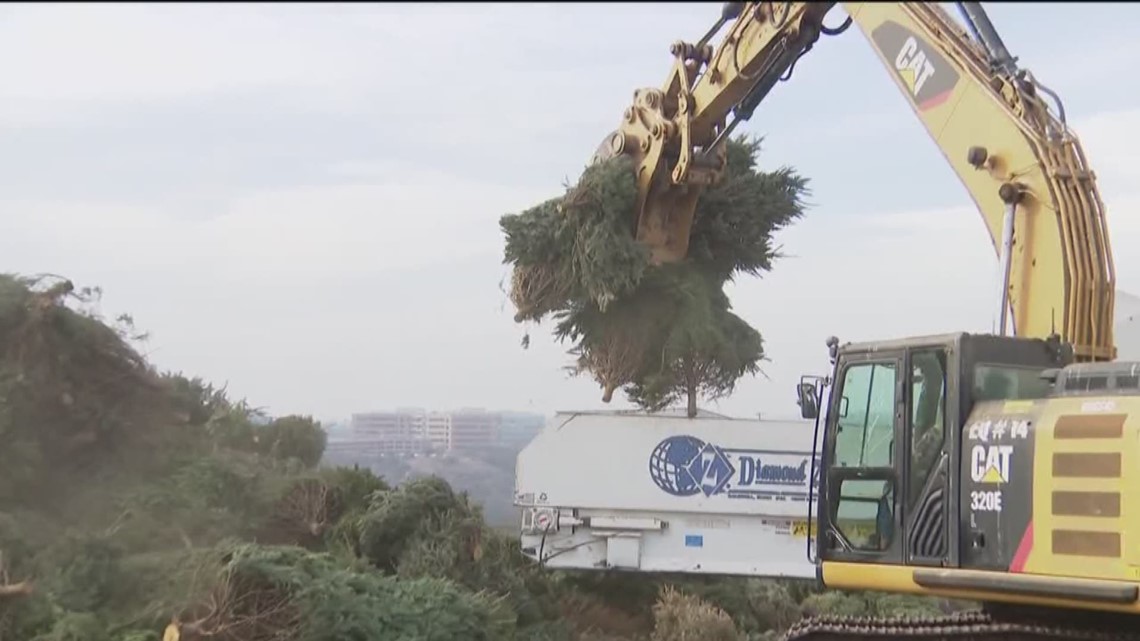 The City of San Diego has an easy way for residents to recycle Christmas trees. The program will run until January 23.