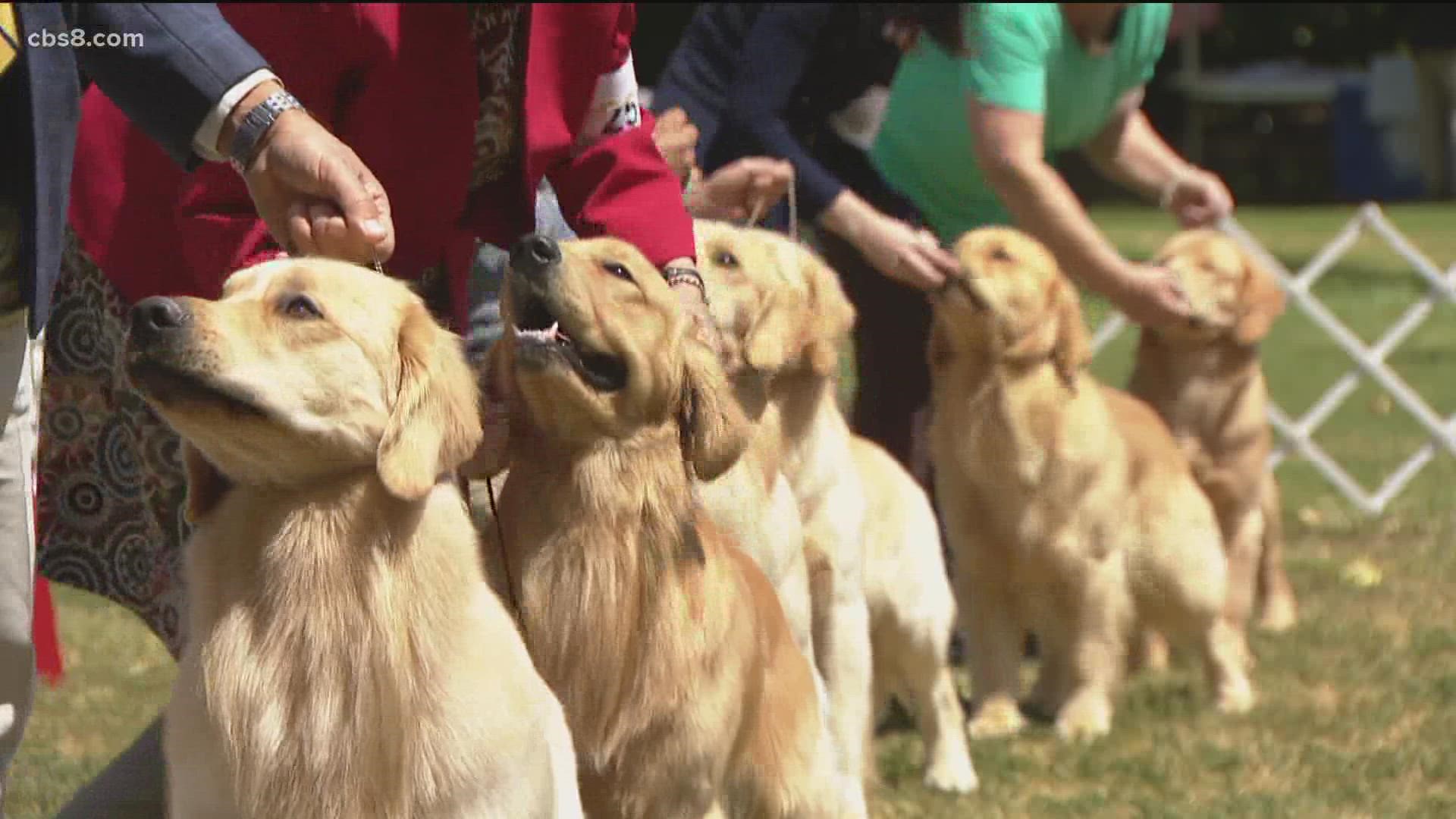 The Del Sur Kennel Club is encouraging animal lovers to donate to Ukraine relief.
