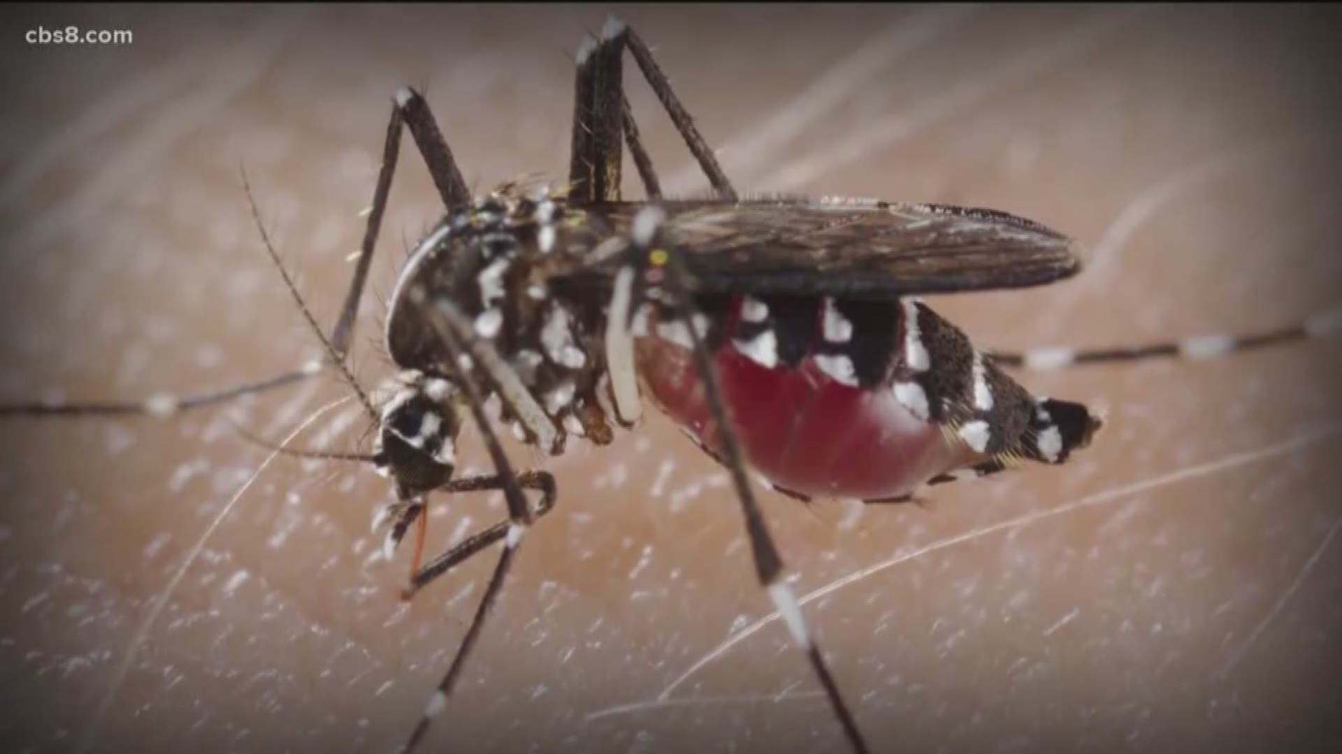 Recent rainy season could impact mosquito season.