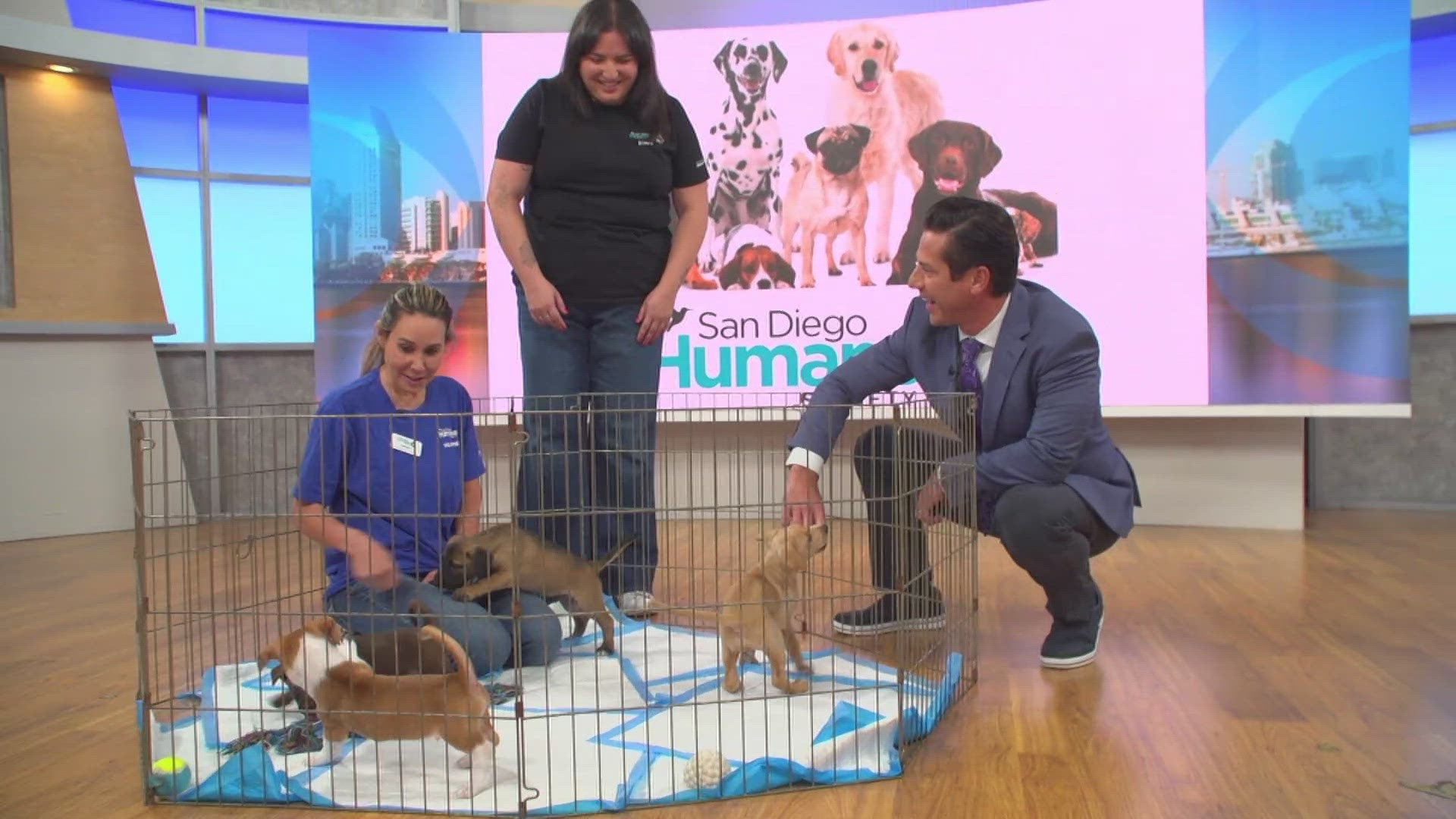 Nina Thompson, Director of Public Relations and Michelle Cohn, volunteer with the San Diego Humane Society joined CBS 8 Mornings to talk about the event.