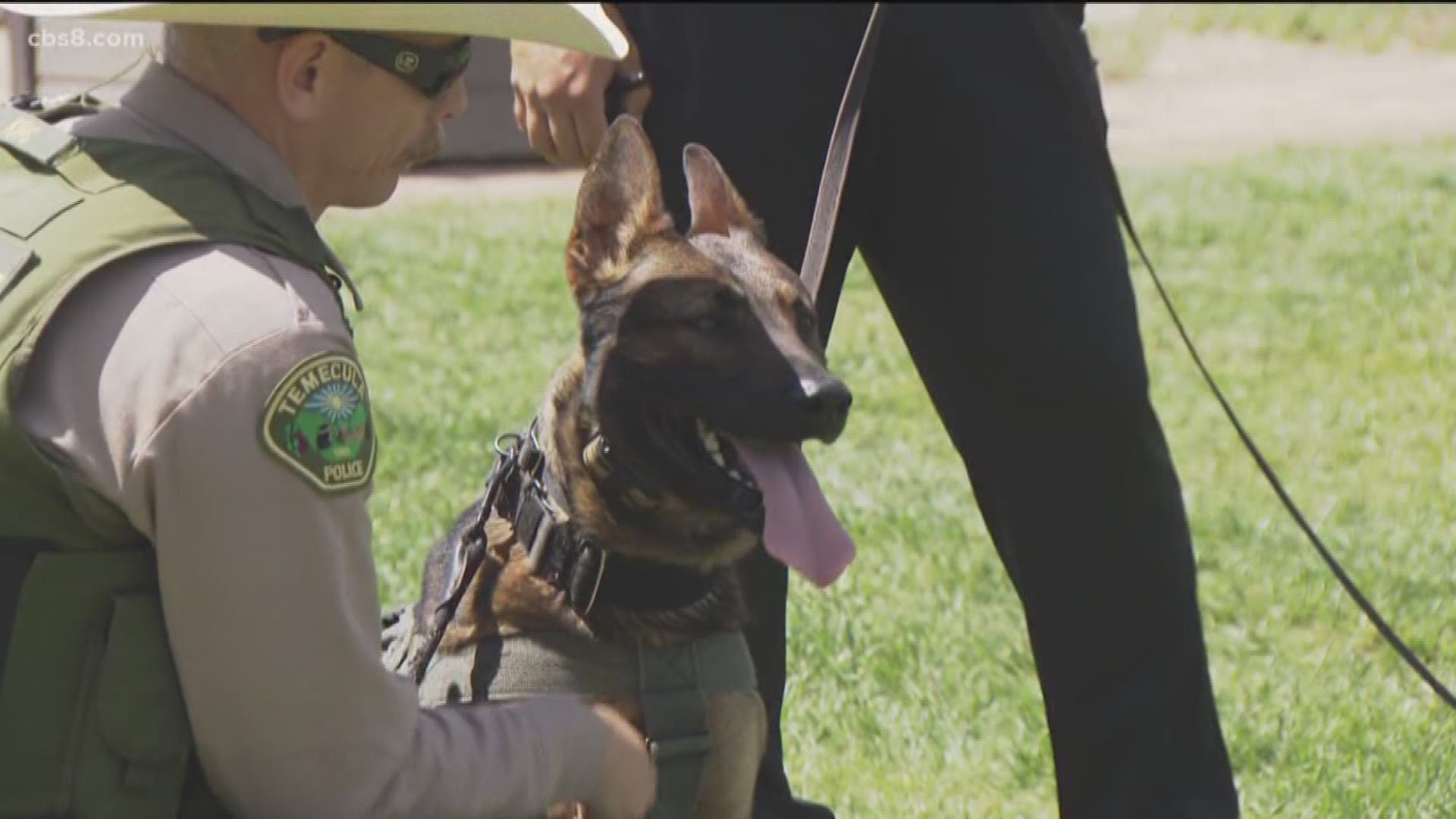 The amount of time it takes to train a K9 to avoid a snake varies, but experts recommend a refresher course for K9s at least once a year.
