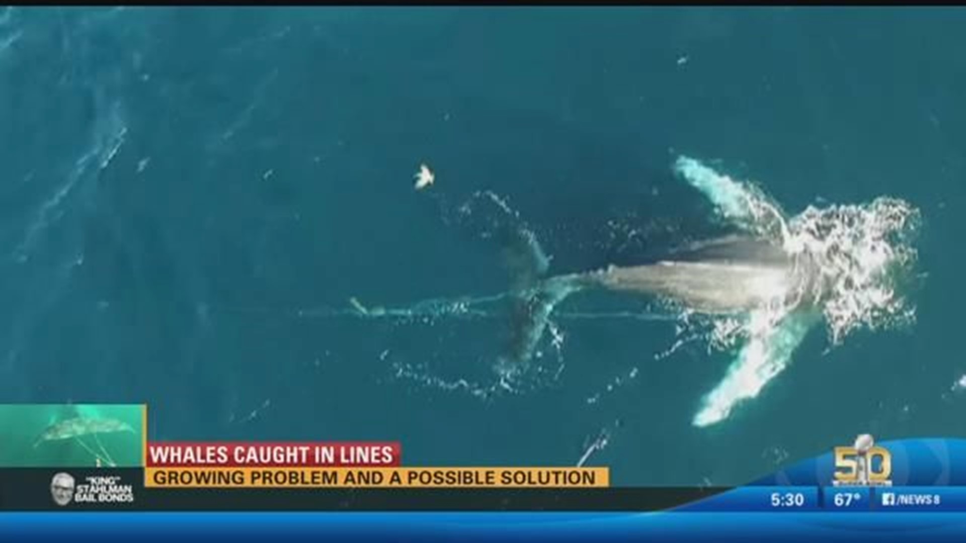 An Alarming Number of California Whales Are Getting Caught in