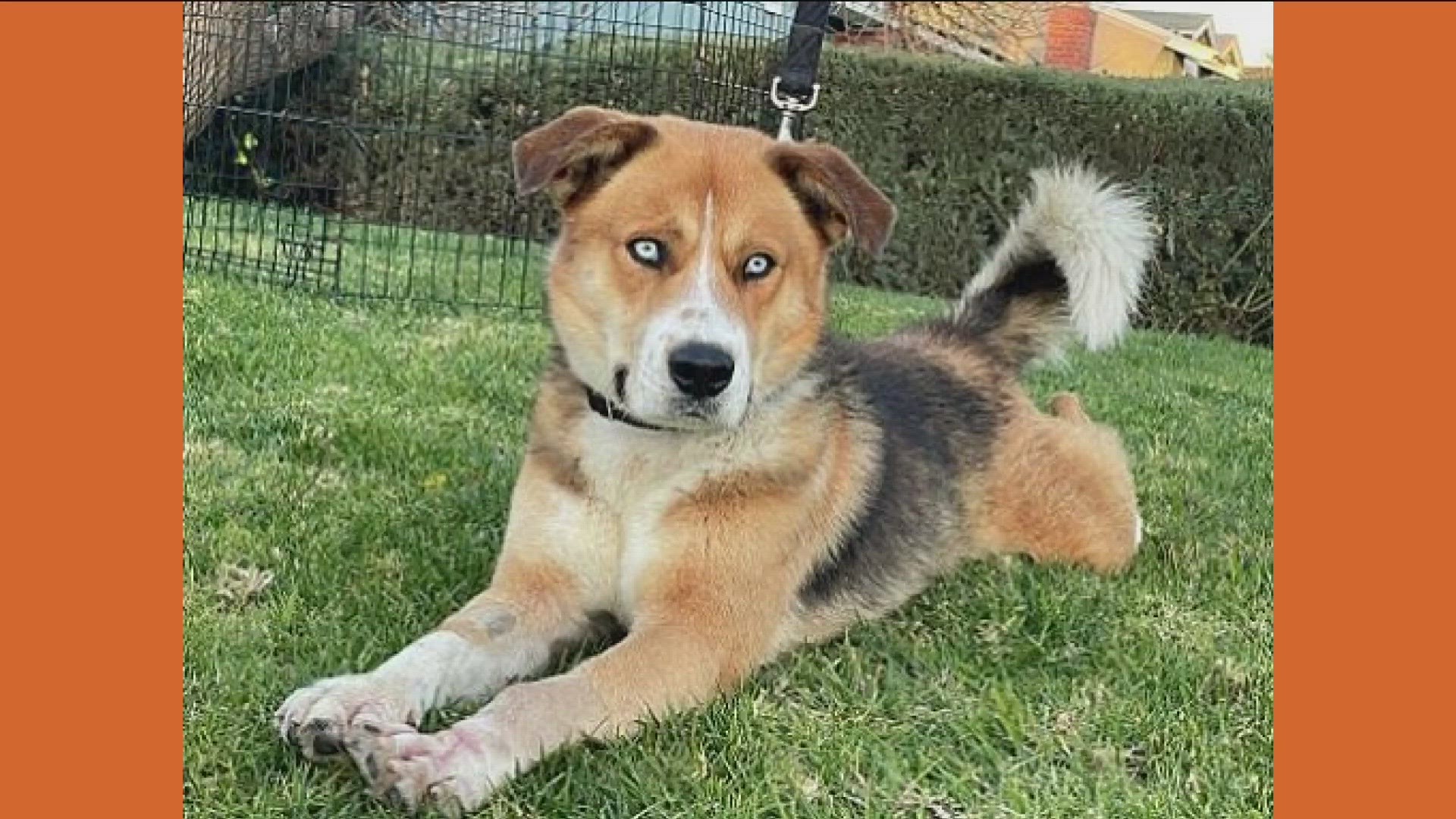 Sky is a one-year-old high energy and loves to roughhouse with other pups.  Sky would be perfect for an adventurous family that loves the outdoors.