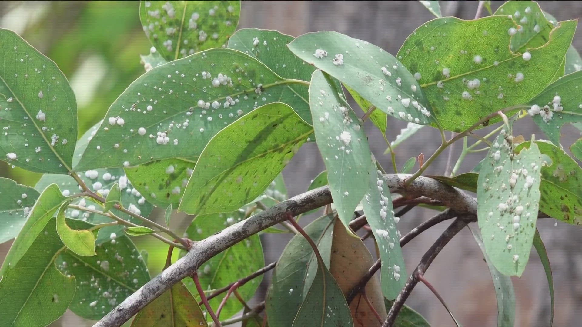 The insects that create Lerp can damage the trees, leading to premature leaf death and the accumulation of dry fuel on the ground.