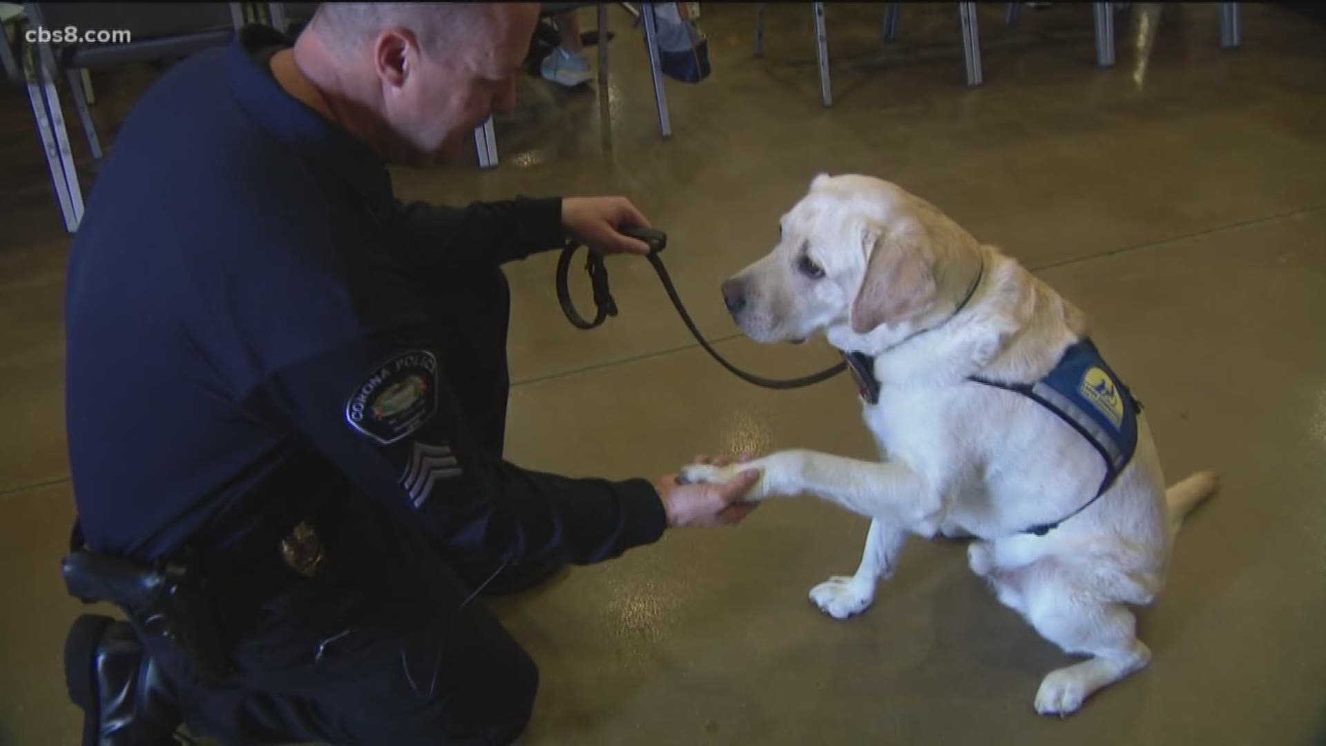 Twelve highly trained canines and their handlers graduated Friday from a local training facility. Now they will help a dozen new people on their way to greater independence. News 8's photojournalist Tim Blodgett takes us to Oceanside to meet the professional pups and their new owners they will be helping lead new lives.