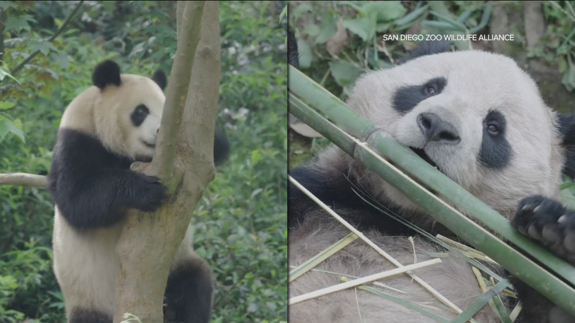 The 2 giant pandas quietly arrived in San Diego from China and are now acclimating at the San Diego Zoo.