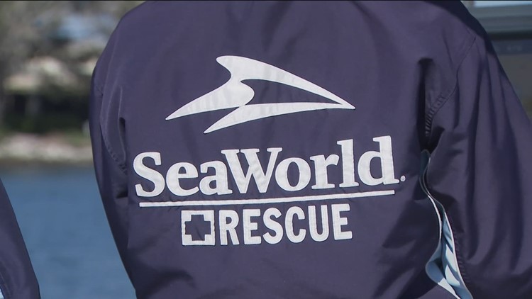 More to SeaWorld: A behind-the-scenes peek at SeaWorld's rehabilitation and rescue efforts