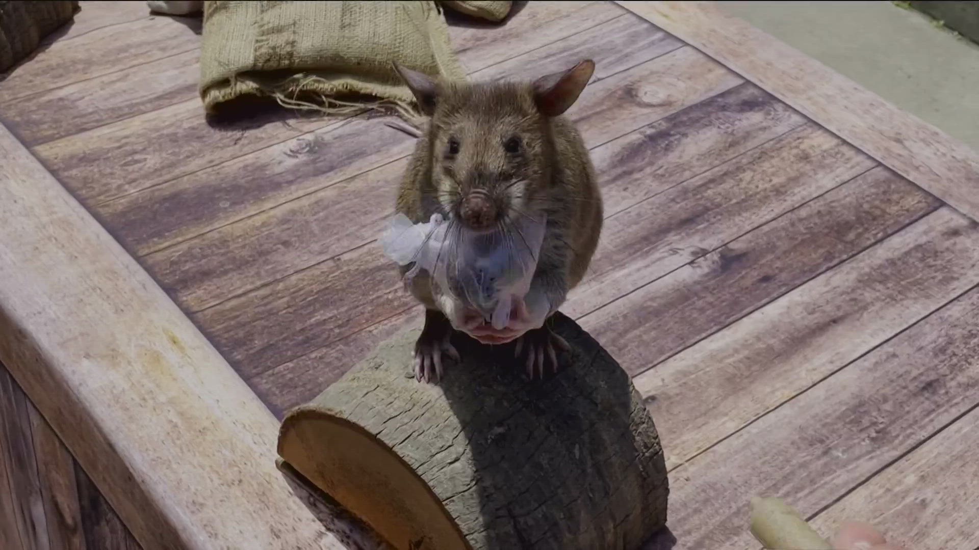 The African Pouched Rat can be trained with a ‘target scent’ to find illegally trafficked wildlife, landmines, and even help in human recovery operations.