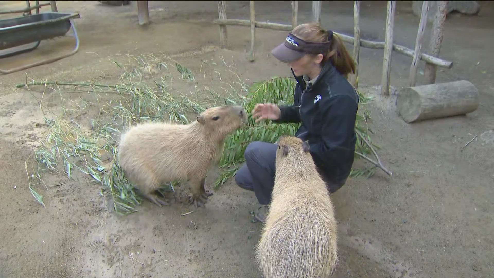 Meet the capybara, the largest rodent in the world standing at 2 feet tall.  More: https://animals.sandiegozoo.org/animals/capybara