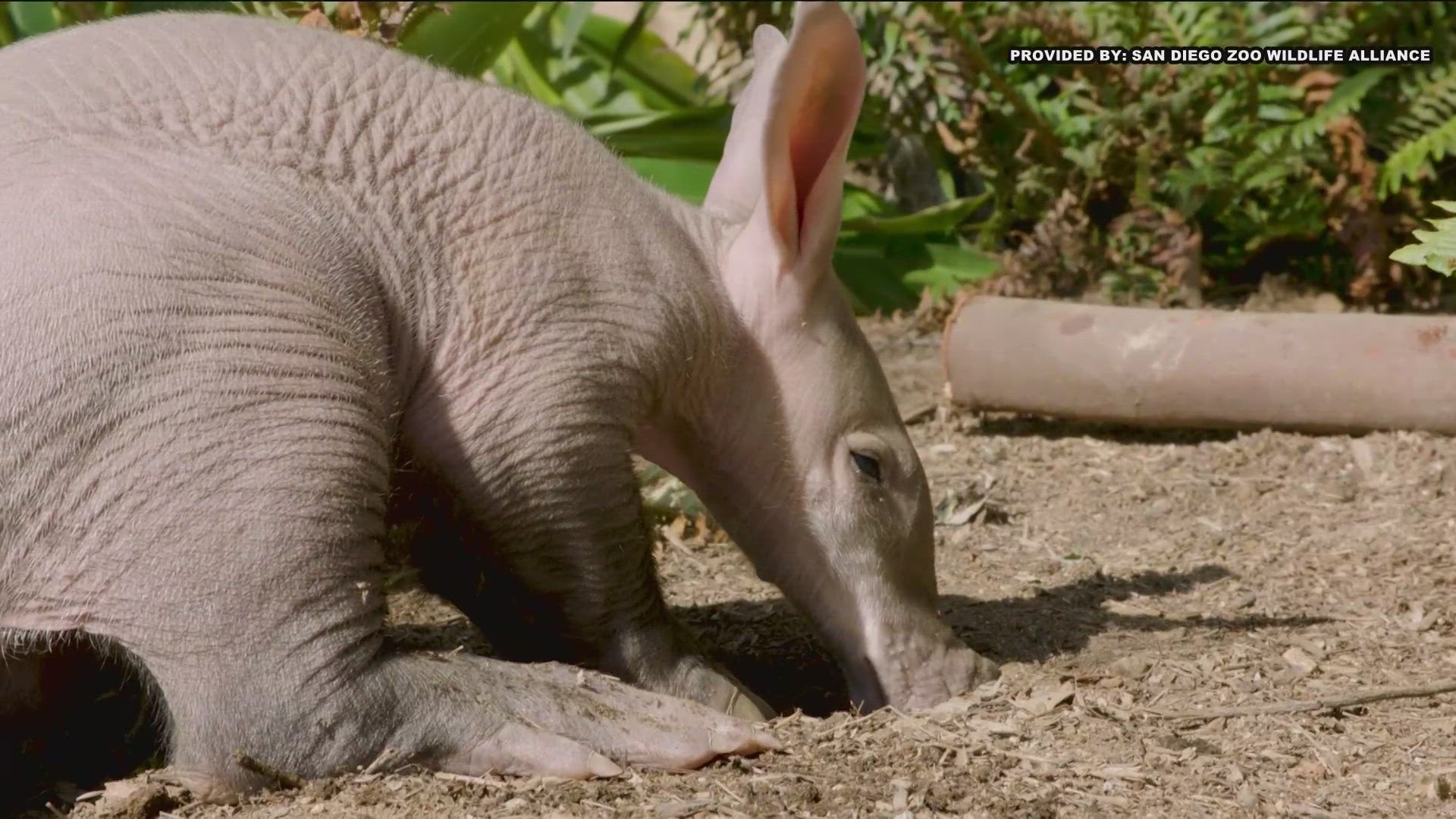 The calf doesn't have a name yet but is described as strong, confident and curious.