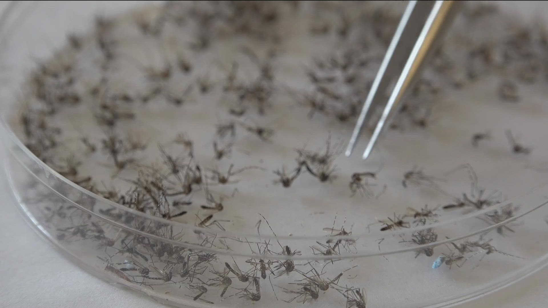 San Diego has about two dozen native mosquitoes, but it's a non-native that has Chris Conlan, Supervising Vector Ecologist with the County of San Diego concerned.