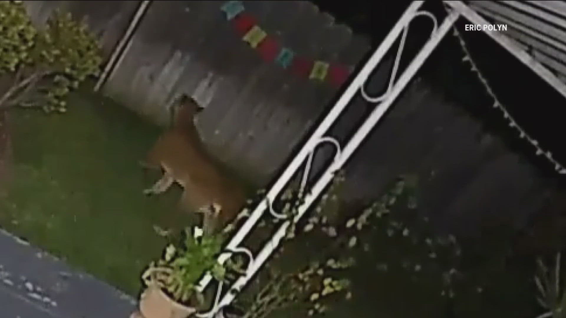 The mountain lion was seen crawling through a La Mesa neighborhood and scaling the fence between SR-125 and Jackson Drive on Sunday.