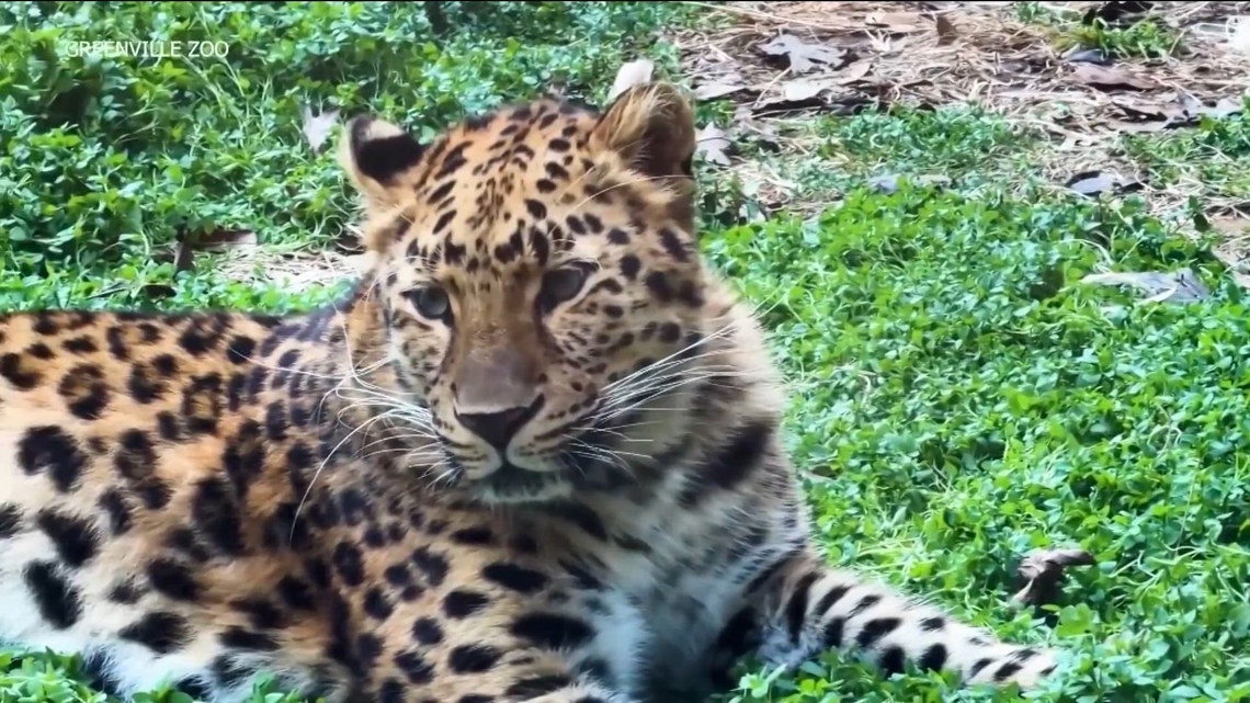 Leopard escapes enclosure at South Carolina zoo | cbs8.com