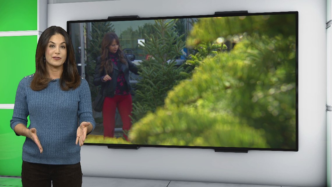 Verify Is there a Christmas tree shortage in San Diego