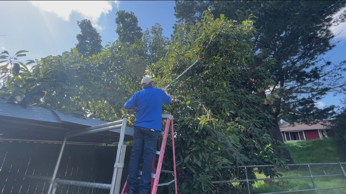 More cold weather forecasted in San Diego | Here's how to protect your plants - Vimarsana News