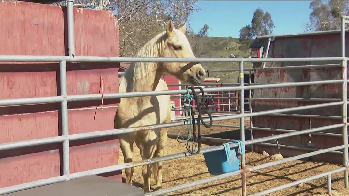 City seeking lessee to operate Canyonside Equestrian Center - Vimarsana News