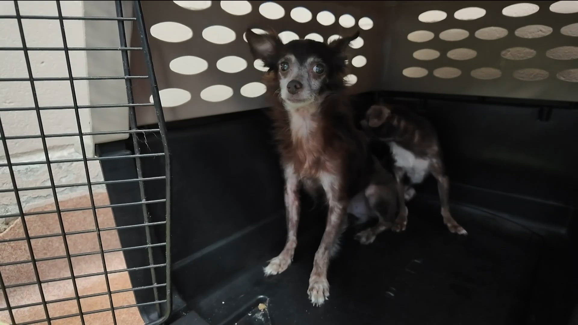 San Diego Humane Society takes in 23 Chihuahuas amid overcrowding challenge